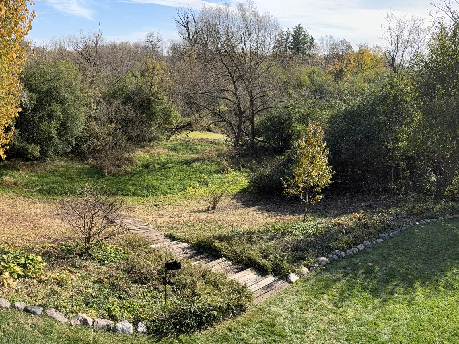 After: the same slope cleared and mulched to the ground with the trees left standing