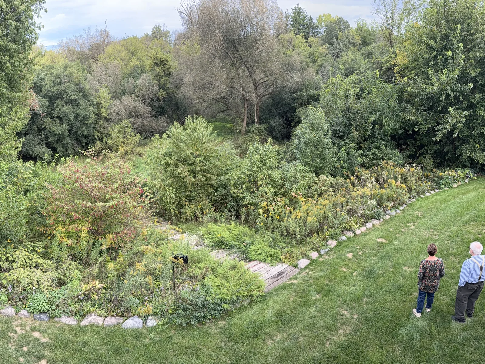 Before: a backyard slope swallowed by brush, saplings and tall growth above the lawn