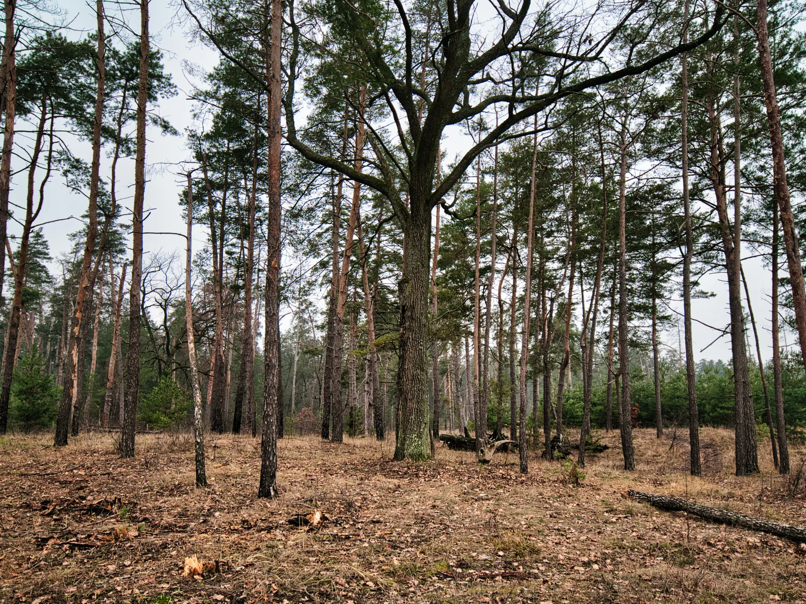 Buckthorn Removal in Whitewater, WI