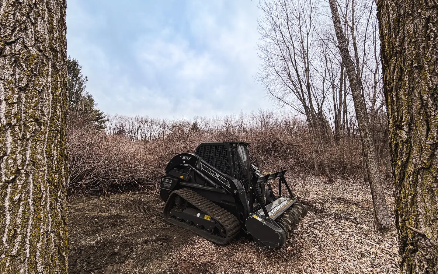 A southern Wisconsin woodland understory opened up after buckthorn mulching, with a mulch layer on the ground between the standing trees