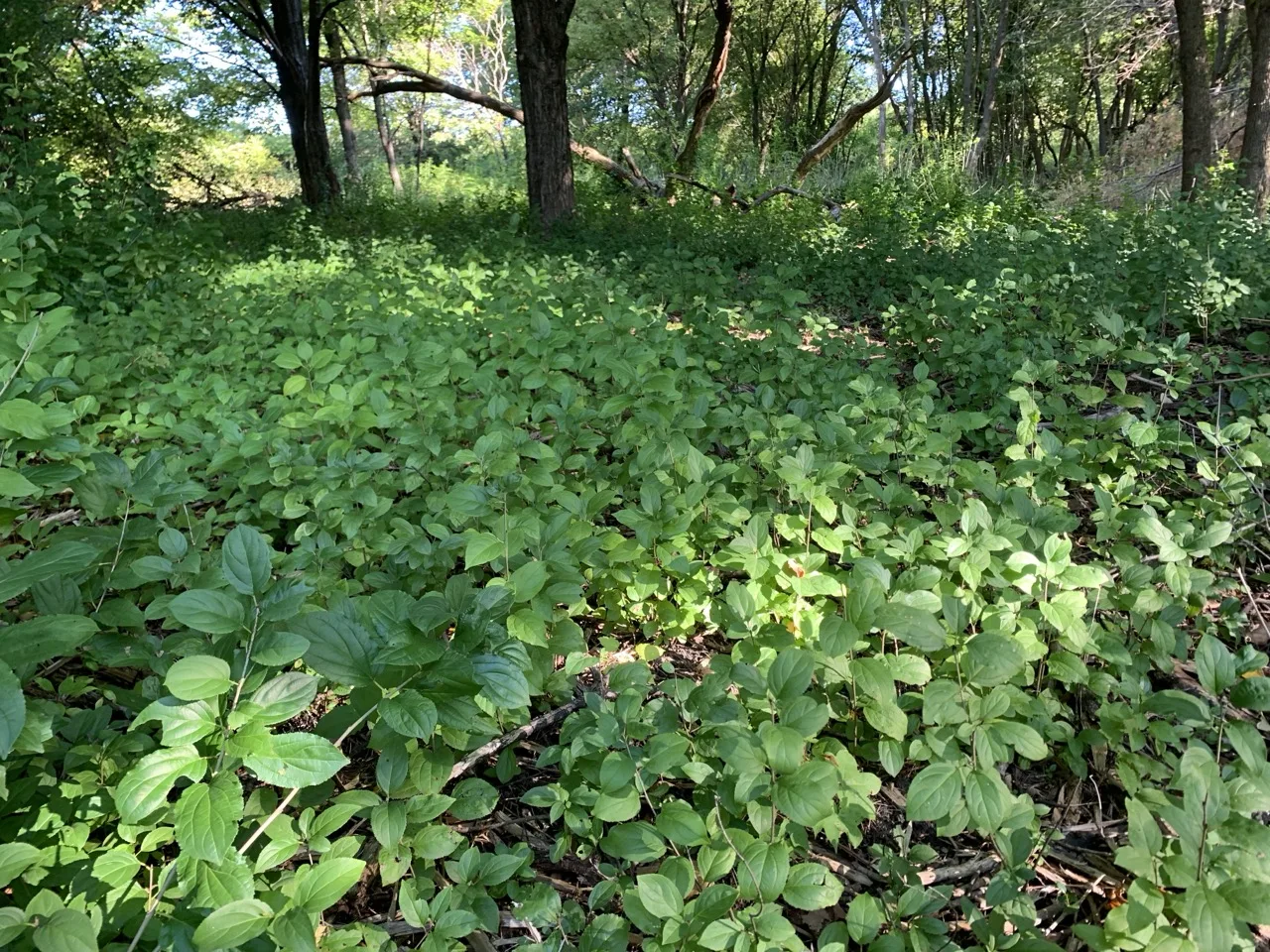 A dense carpet of buckthorn covering a wooded forest floor in southern Wisconsin