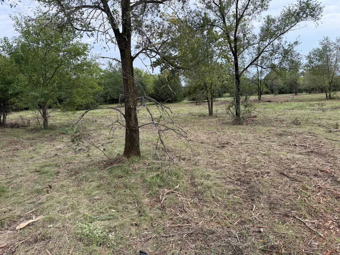 After: the same lot with the brush mowed to the ground and the trees left standing
