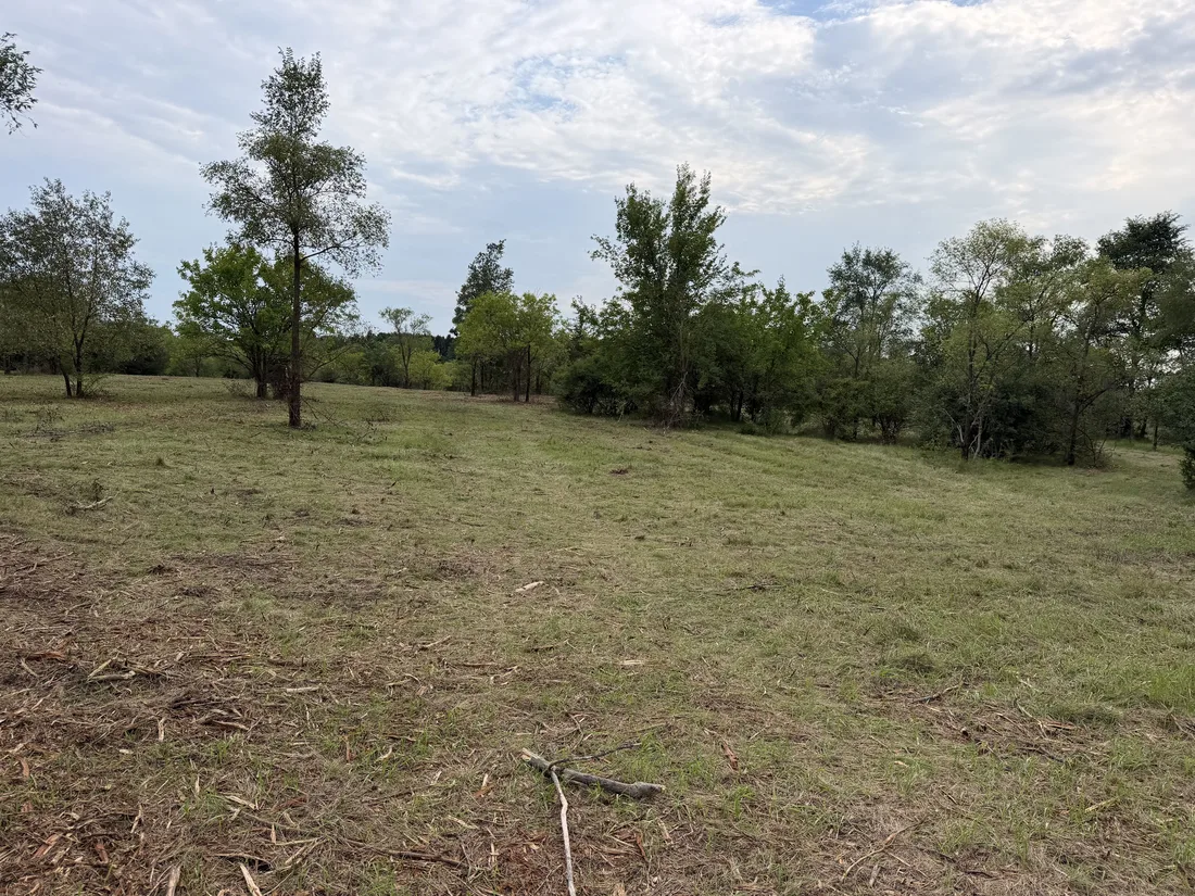 After: open, walkable ground under the trees once the brush was cleared