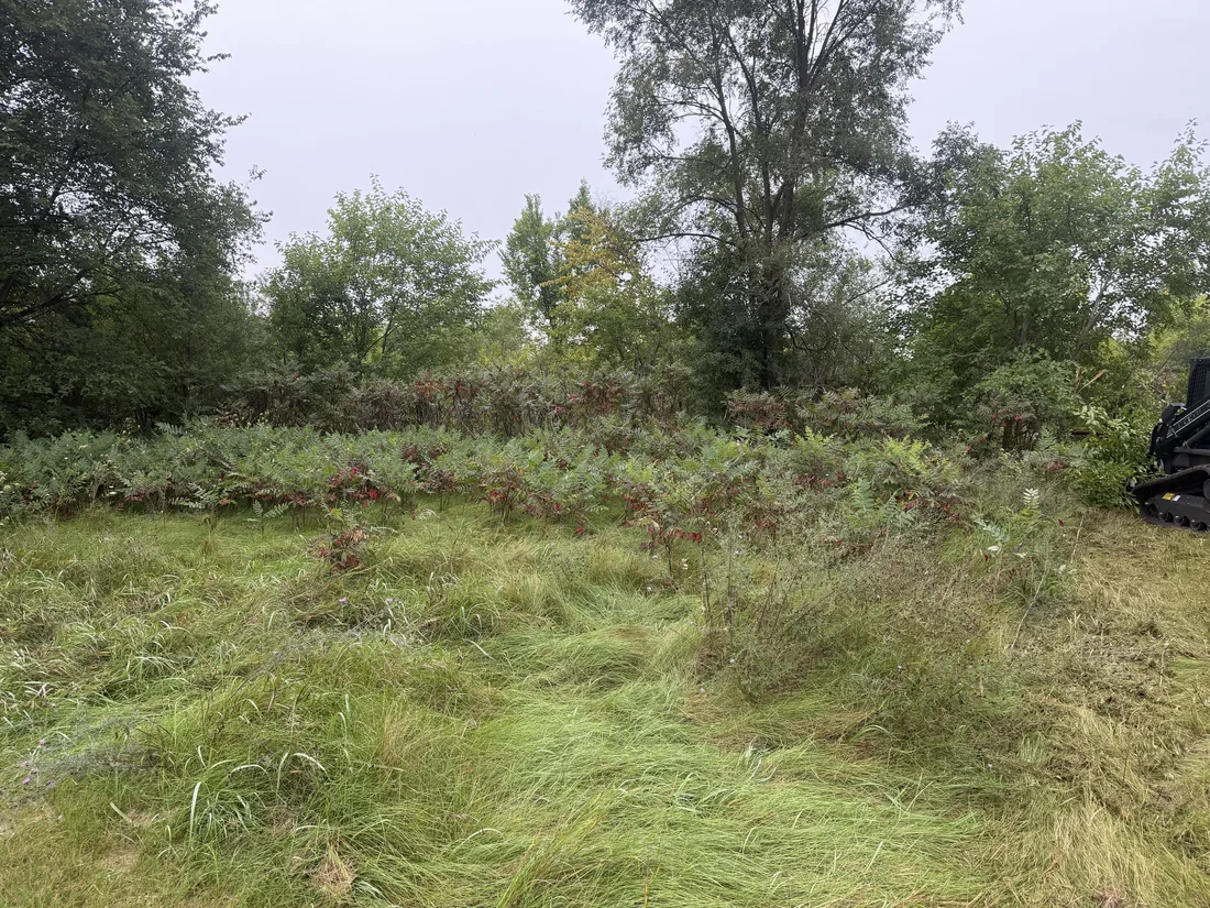 Before: sumac, brush and tall grass choking the ground between the trees on a southern Wisconsin lot