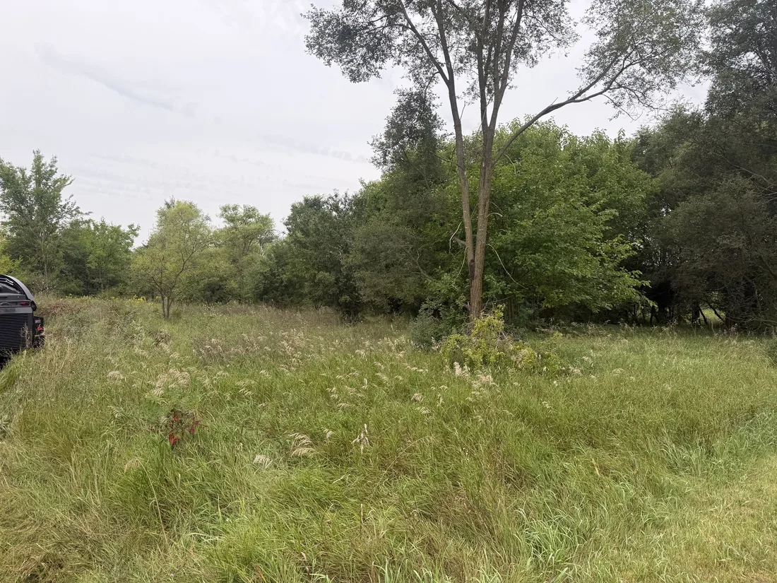 Before: overgrown brush and tall grass along the edge of the woods