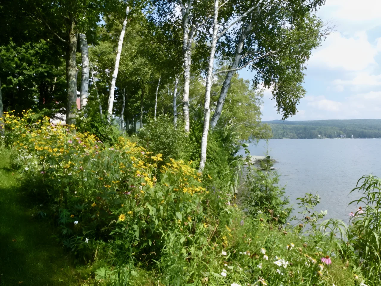 Birch trees and a vegetated shoreland buffer along a southern Wisconsin lake