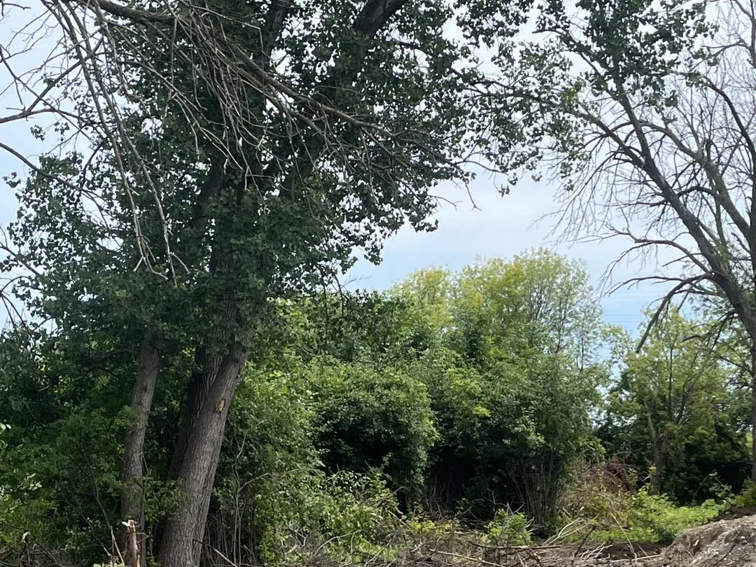Before: thick brush and saplings crowding a quarter-acre lot