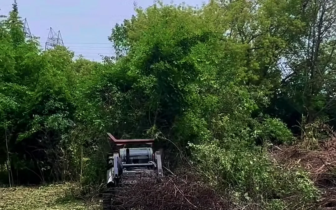 Forestry mulcher working the brush line along a row of trees