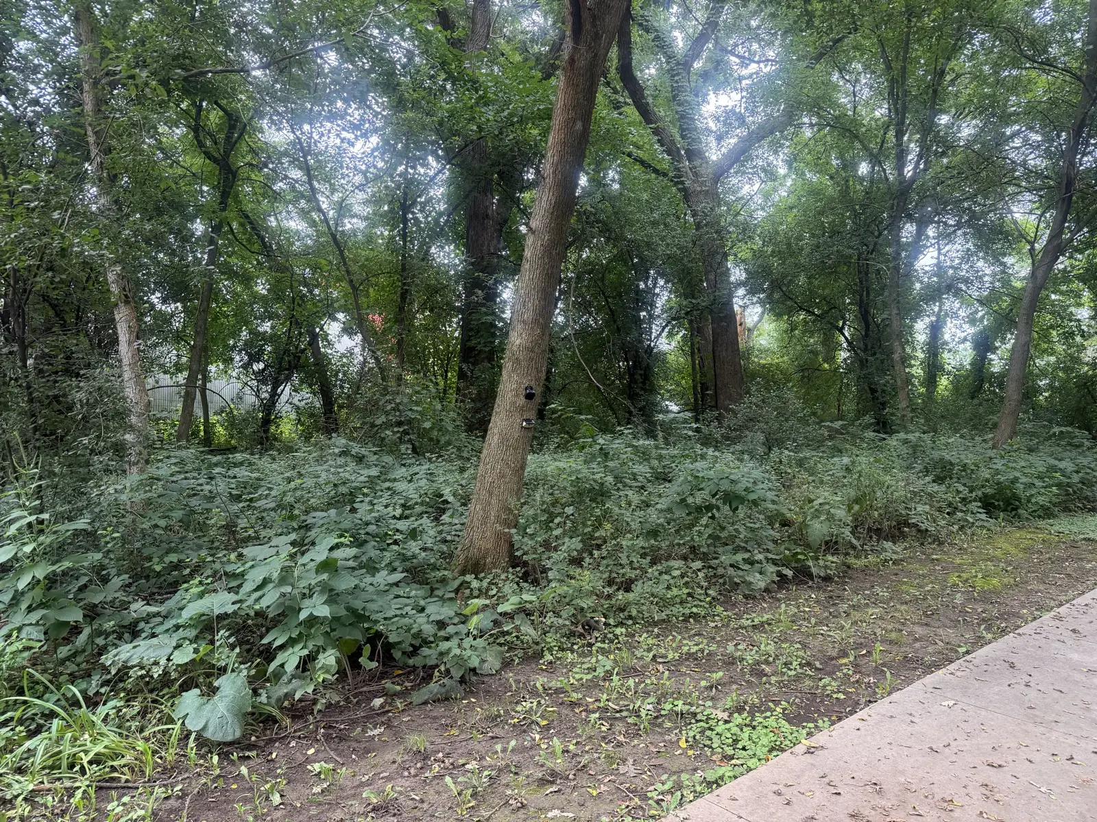 Wooded lot before clearing, dense brush and saplings between mature trees along a paved drive