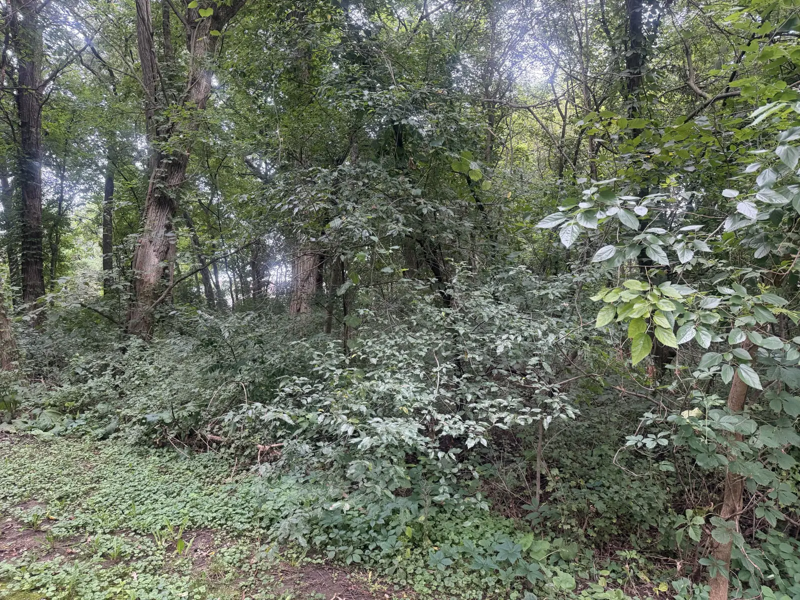 Overgrown understory of brush and small trees before forestry mulching
